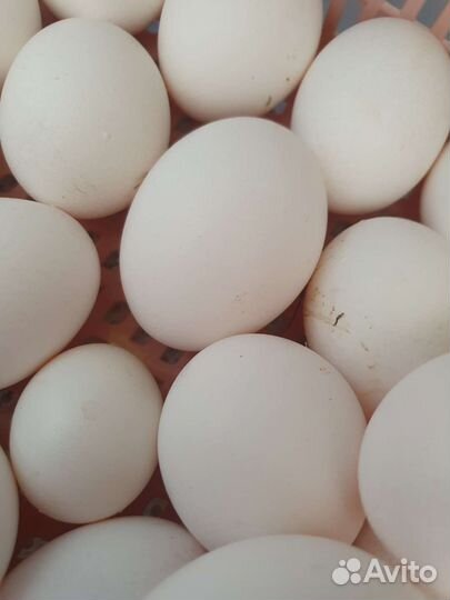 Яйца перепелиные