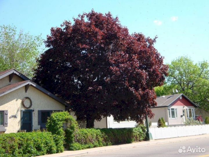 Клен Кримсон Кинг