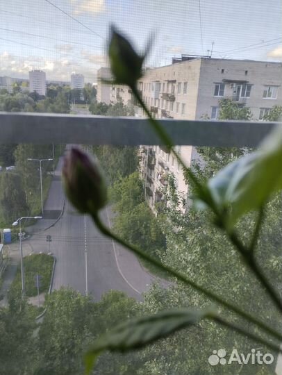 Гибискус или Китайская роза