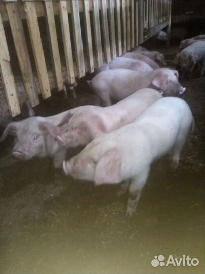 Поросенок ландрас