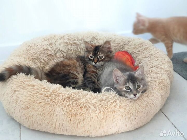 Котята в дар