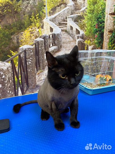 Стрижка собак и кошек