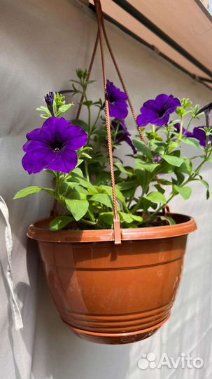 Петуния в кашпо