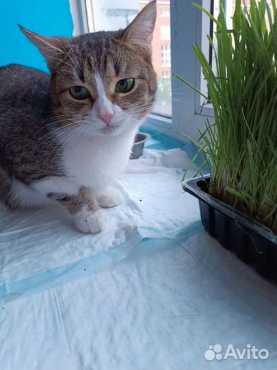 Пристраивается котик в добрые руки