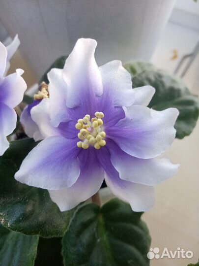 Фиалка Humako Inches