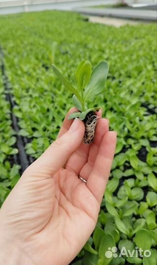 Сеянцы эустомы оптом