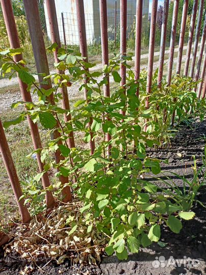 Фундук саженцы