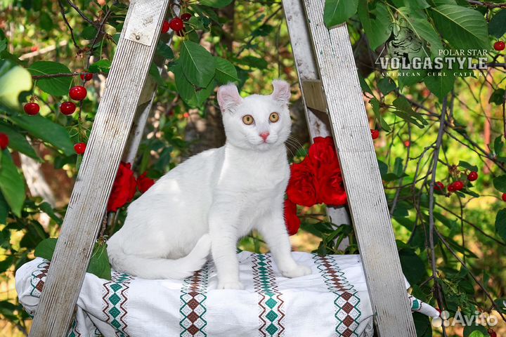 Поль, белоснежный котик породы Американский кёрл