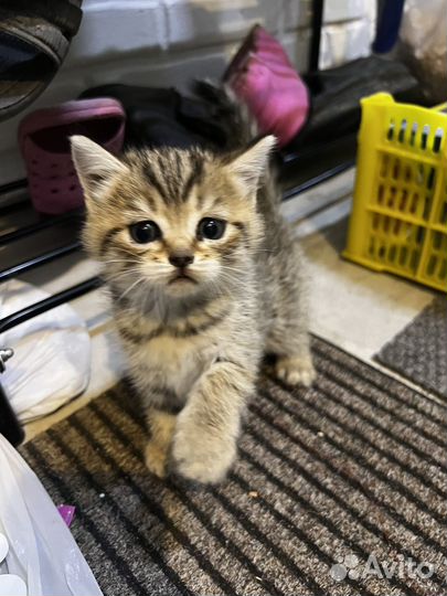 Котята в добрые руки бесплатно