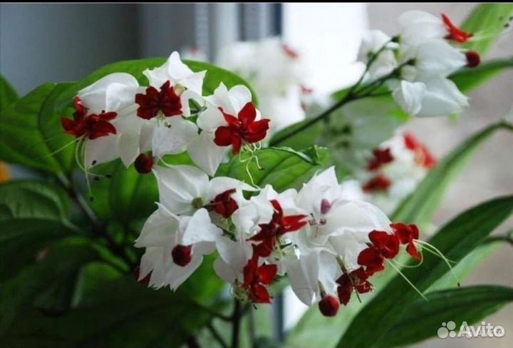 Клеродендрум