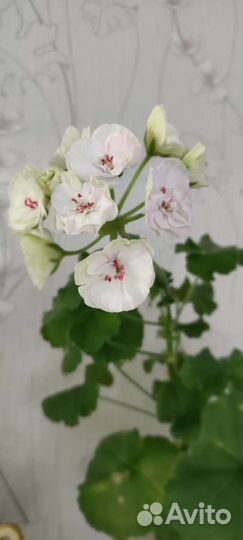 Пеларгония ес-Императрица