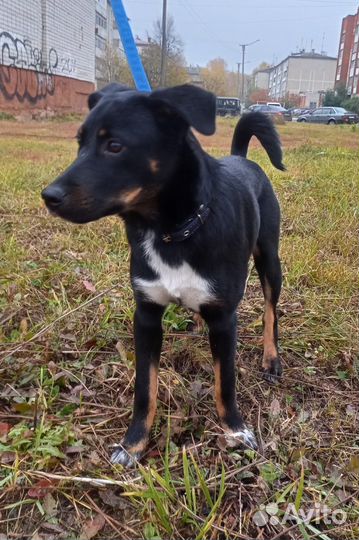 Щенок 4 месяца