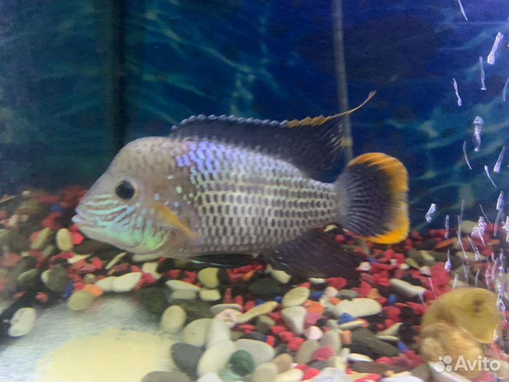 Аквариумные рыбки