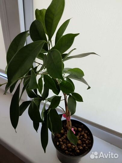 Фикус микрокарпа бонсай