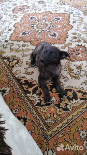 Щенок немецкой овчарки в возрасте 4 месяцев