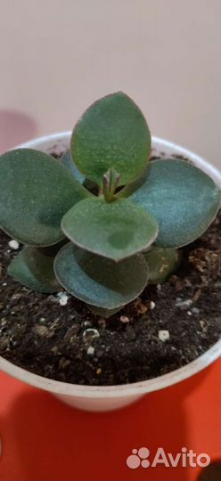 Кактусы и суккуленты