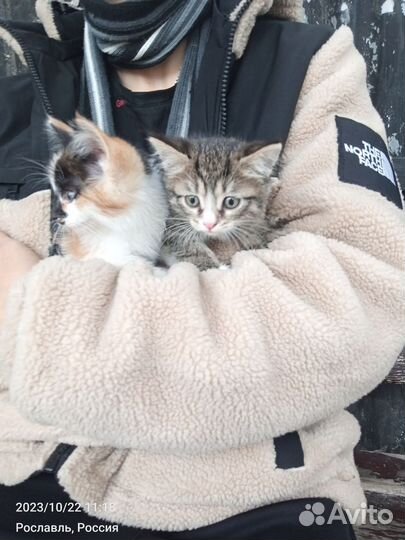 Котята в добрые руки