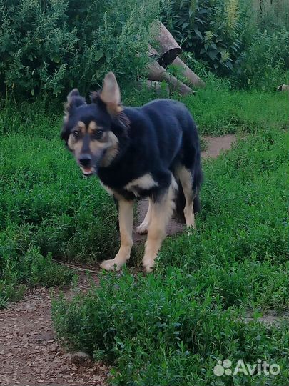 Метис овчарки