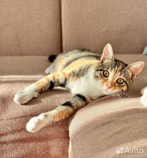 Котенок Бусинка ищет добрые руки