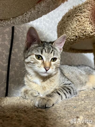 Кошки в добрые руки