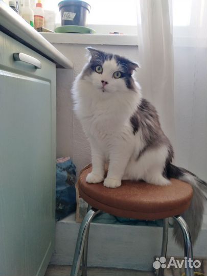 Котики бесплатно в добрые руки