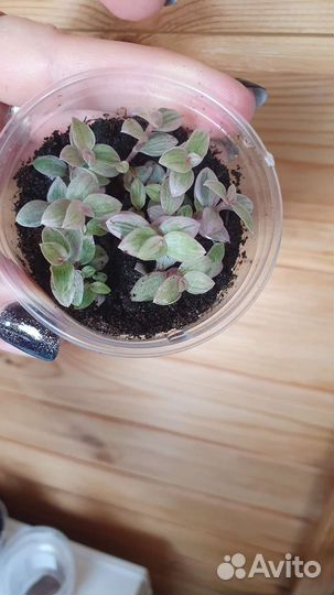 Каллизия Голд, Крибо,Бьянка, зелёная, розовая