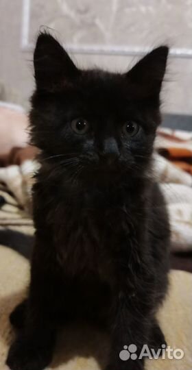 Котенок в дар бесплатно