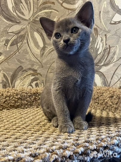 Бурманская кошка