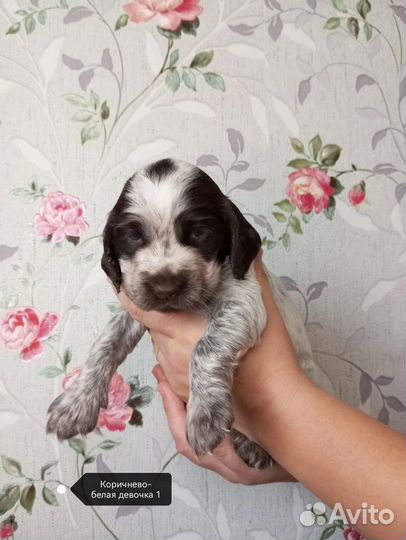 Русский спаниель