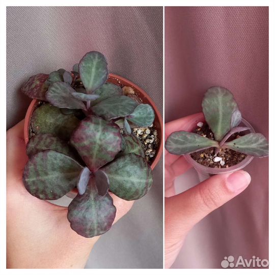 Черенки суккулентов