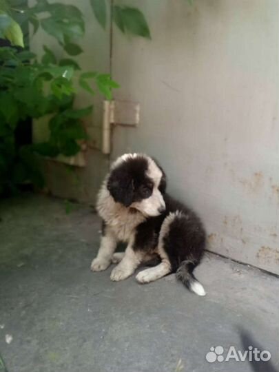 Собака в добрые руки щенок