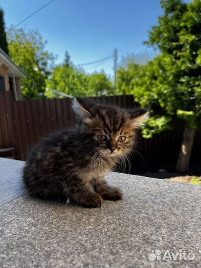 Сиамские котята