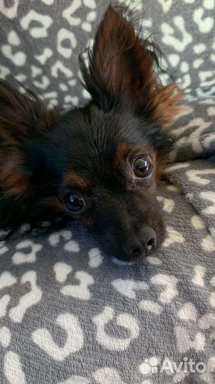 Передержка кошек и собак