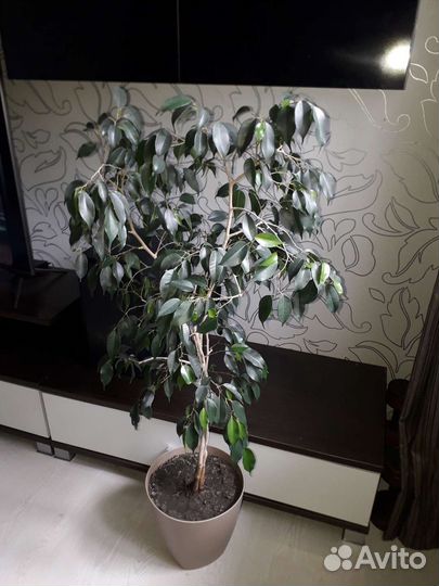 Фикус барок и