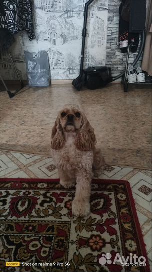 Собака вязка