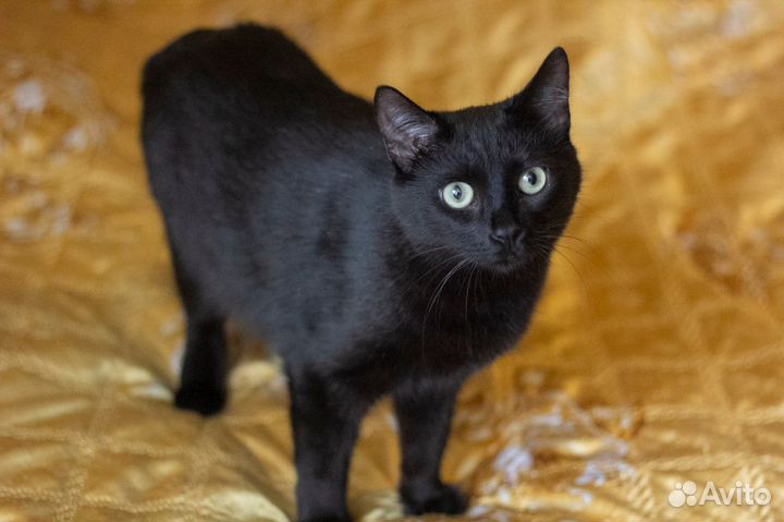 Кошка в добрые руки