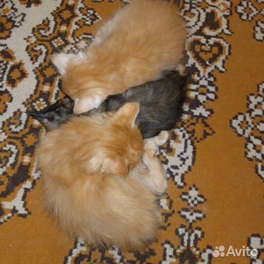 Котята бобтейл