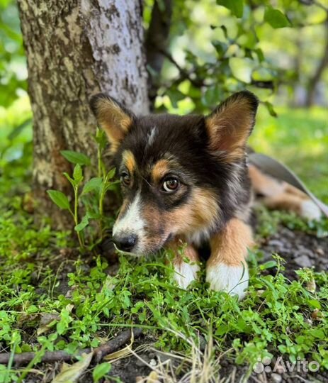 Шенок из приюта бесплатно в добрые руки