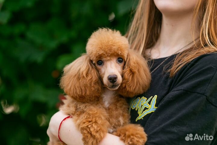 Той пудель щенки РКФ