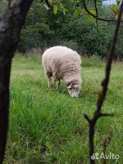 Баран Куйбышевский