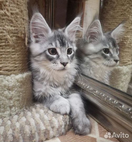 Шикарные котята мейн-кун