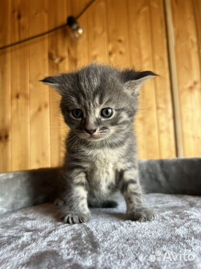 Серая кошка (котенок)
