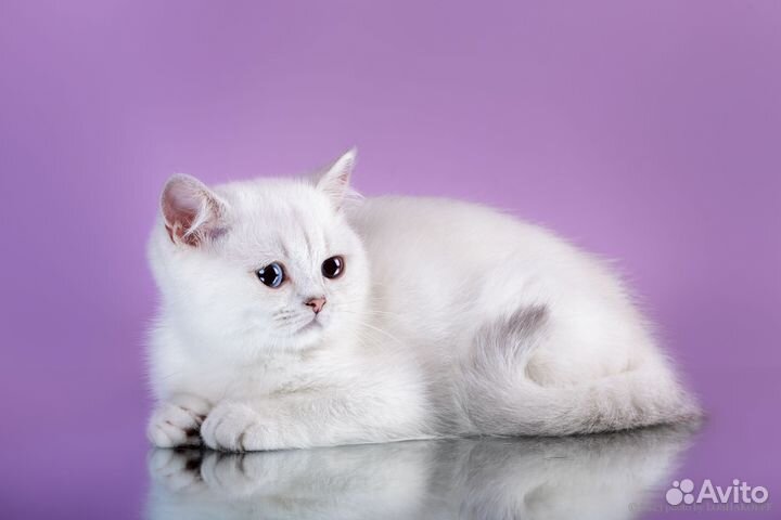 Британский котенок