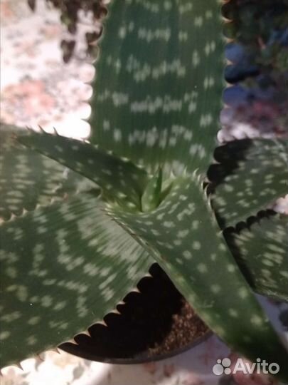 Алоэ вера крепкий,молодой