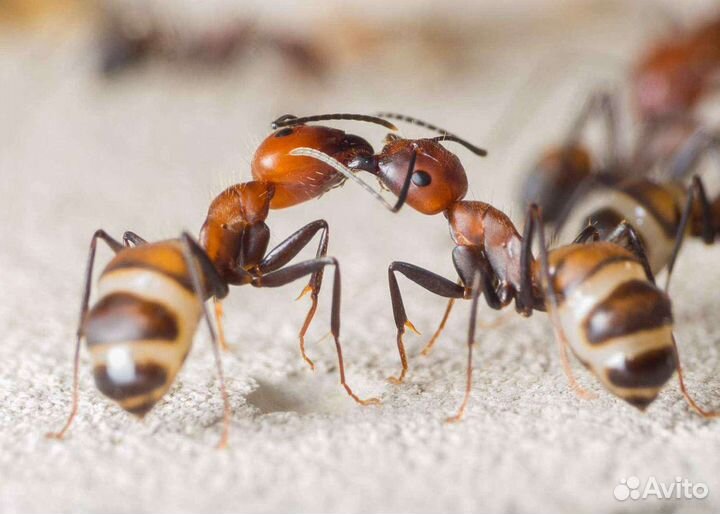 Муравьи camponotus nicobarensis