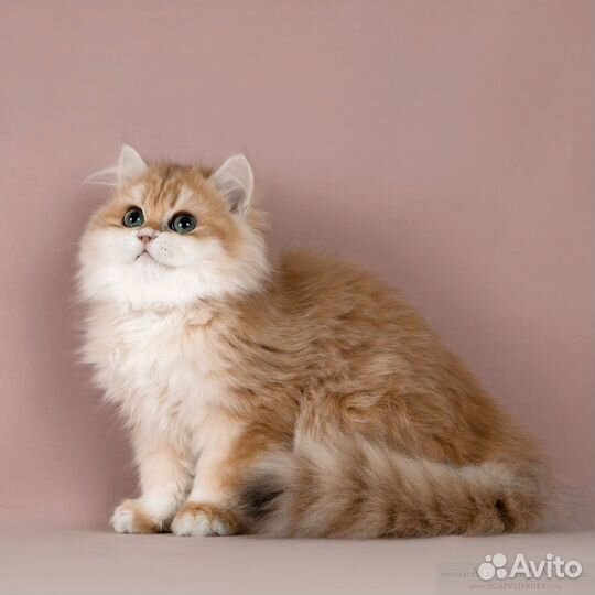 Золотые британские длинношёрстные шиншиллы