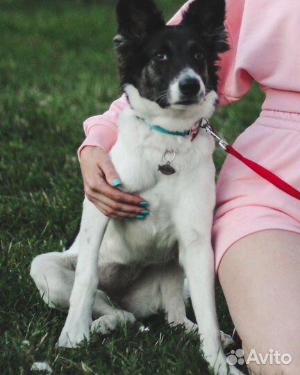 Подросток метис колли Луна в дар