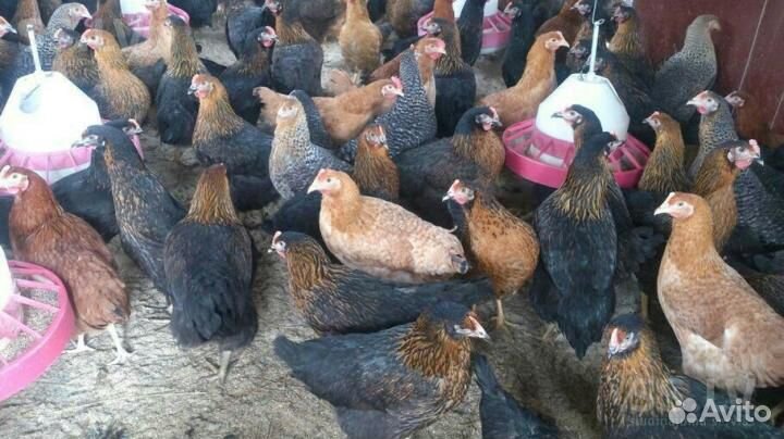 Куры-Молодки