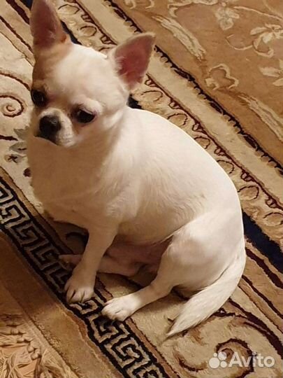 Чихуахуа мальчик
