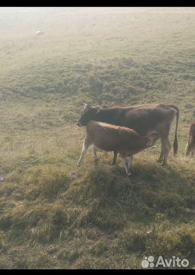 Телята телки